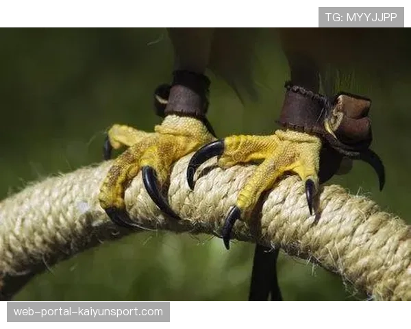 国际排联宣布试行“鹰鹰眼”挑战系统在低级别赛事中的普及